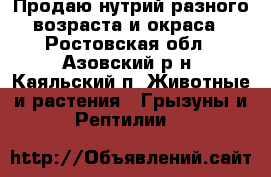 Продаю нутрий разного возраста и окраса - Ростовская обл., Азовский р-н, Каяльский п. Животные и растения » Грызуны и Рептилии   